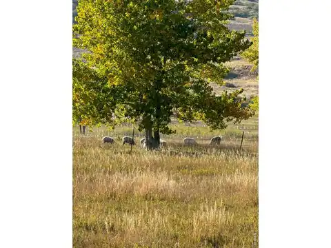 11534 Eagle Springs Trl, Longmont, CO 80503 — photo 19