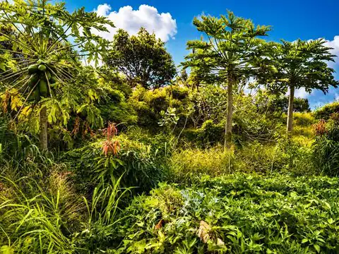 1270 Piihana Rd, Wailuku, HI 96793 — photo 10