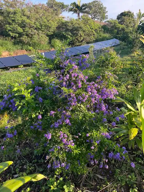 1270 Piihana Rd, Wailuku, HI 96793 — photo 15