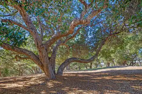 9 Corral RUN, Carmel, CA 93923 — photo 14