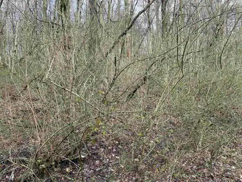 Lot 23 Hobbits Glenn Estates, Masontown, WV 26542 — photo 11