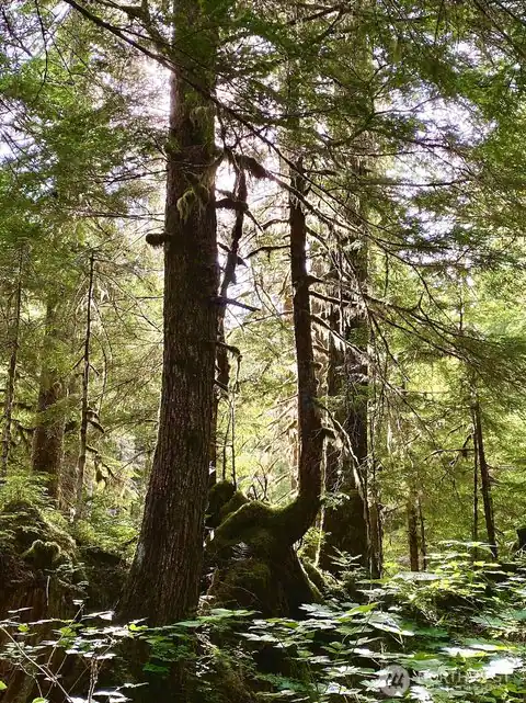 0 XX Mountain Loop Highway, Granite Falls, WA, 98252 — photo 10