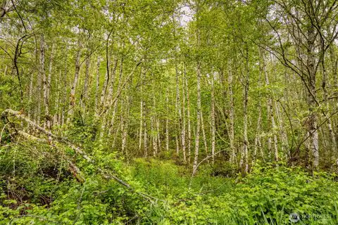 0 Elkhorn Lane, Quilcene, WA, 98376 — photo 11
